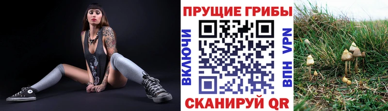 Псилоцибиновые грибы MAGIC MUSHROOMS  как найти   Луза 